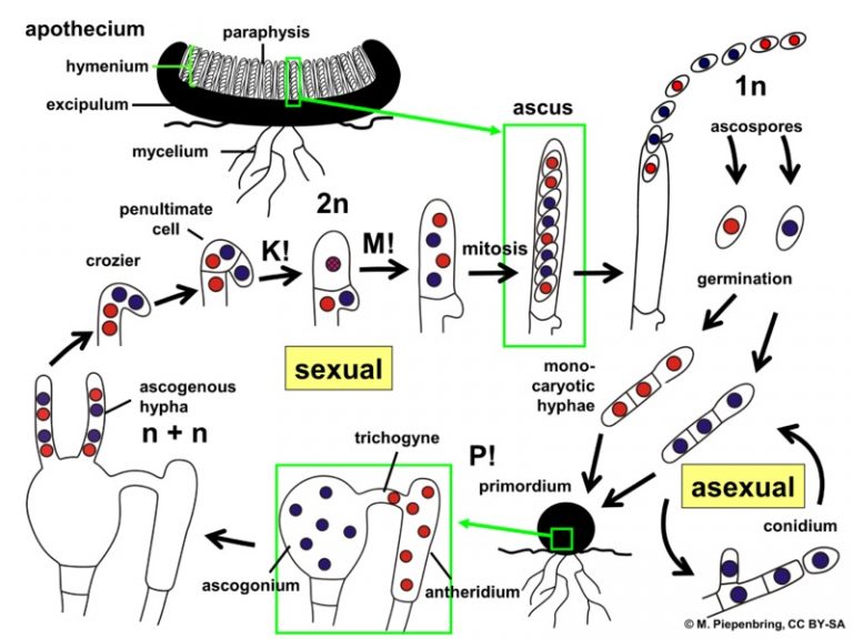 Perbedaan Siklus Hidup Ascomycota Dan Basidiomycota Protista Dan Porn