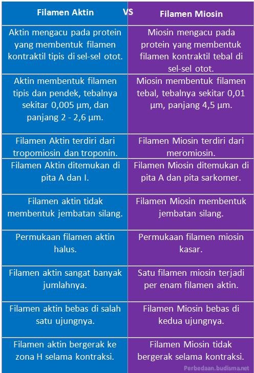 Perbedaan Aktin Dan Miosin