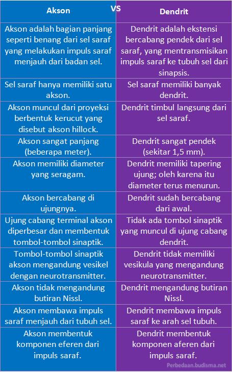 Tabel Perbedaan Akson dan Dendrit