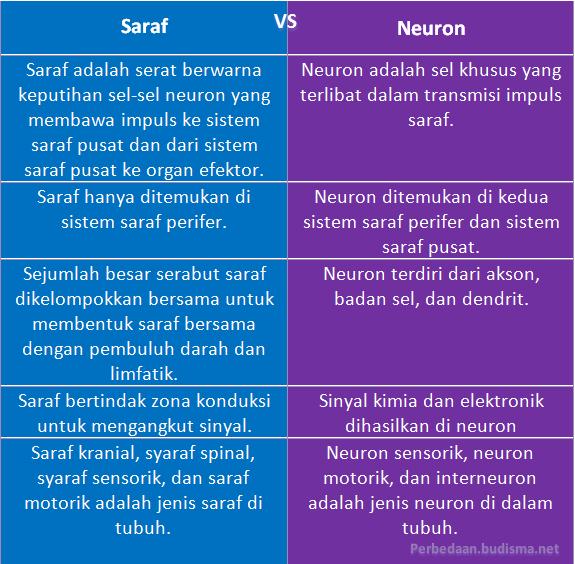 Tabel Perbandingan Saraf dan Neuron