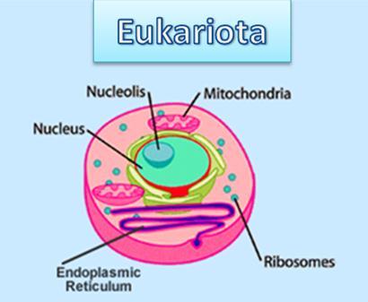 Eukariota