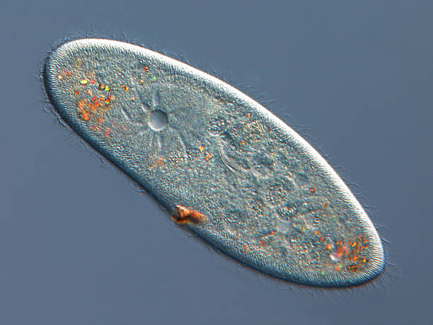 Paramecium