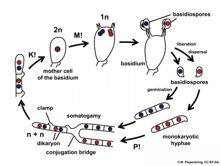 Siklus Hidup Basidiomycota