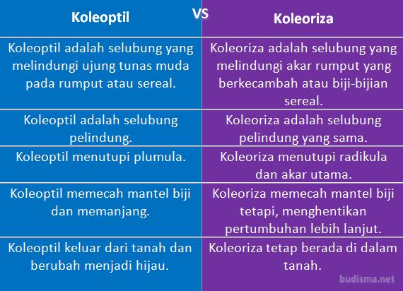 Tabel Perbandingan Koleoptil dan Koleoriza