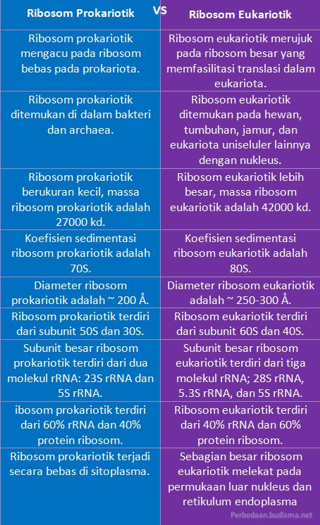Tabel Perbedaan Ribosom Prokariotik dan Eukariotik