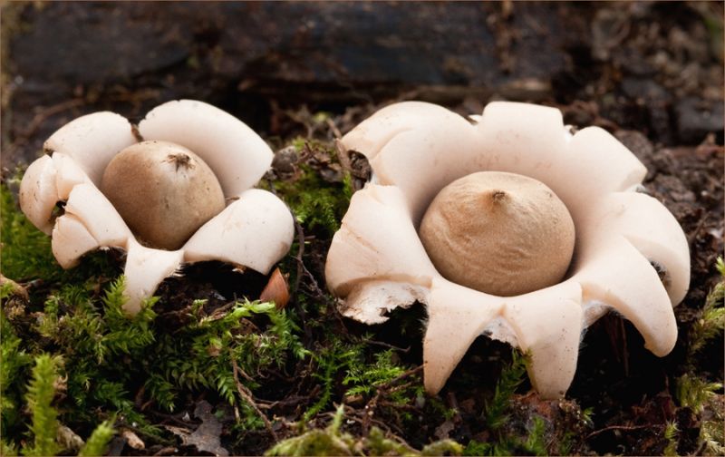 basidiomycota