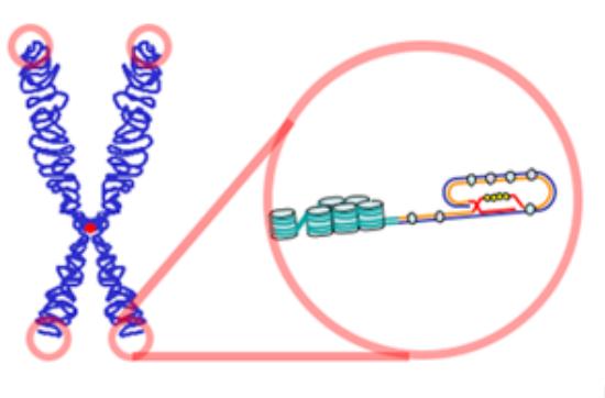 Struktur telomer