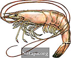 Read more about the article Perbedaan antara Udang dan lobster