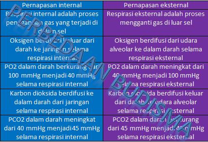 Perbedaan Pernapasan Internal dan Eksternal 2023