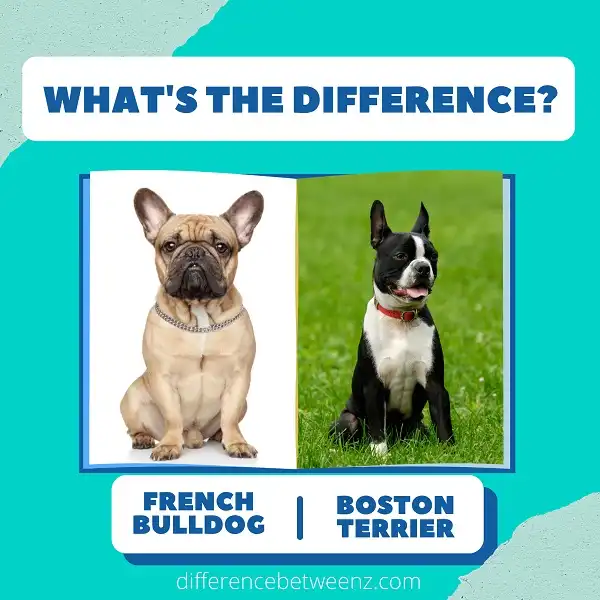 Perbedaan antara French Bulldog dan Boston Terrier